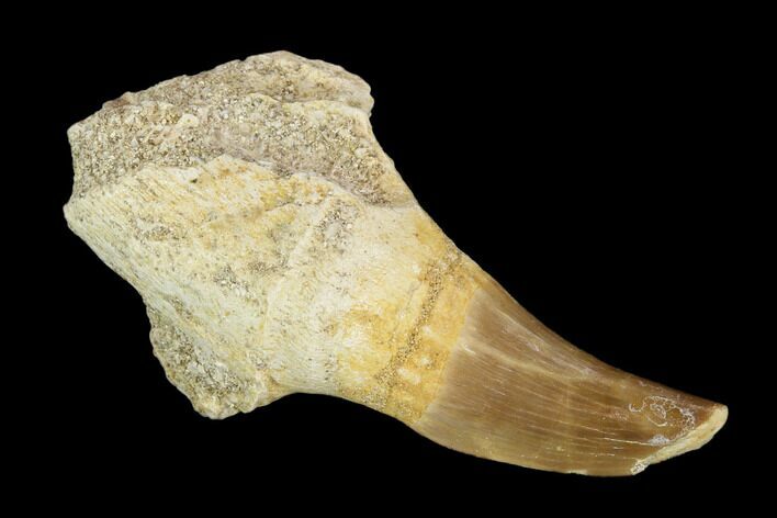 Fossil Mosasaur (Eremiasaurus) Tooth With Jaw Section - Morocco #117013